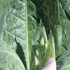 The leaves are large, thick and threaded with prominent veins